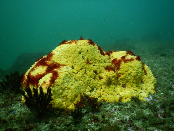 Project AWARE Coral Reef - Image 3