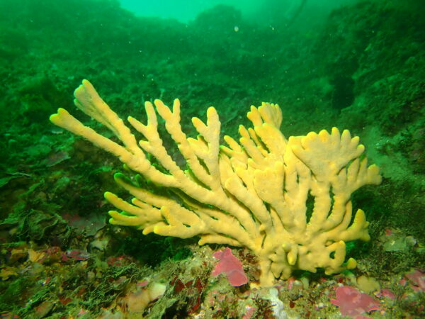 Project AWARE Coral Reef - Image 2